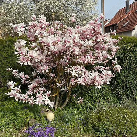 Hund Und Kind * Oberndorf am Neckar