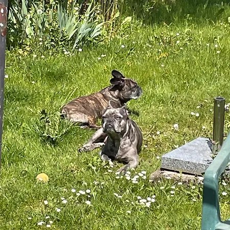 Hund Und Kind דירה *